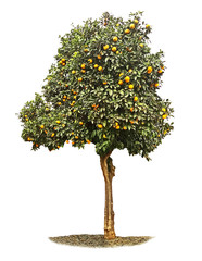 Orange tree on white background