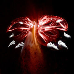 light painting, long exposure, red and white flower