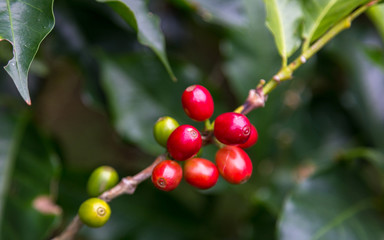 coffee beans before harvest, Alajuela region, Costa Rica