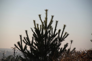 Araucaria