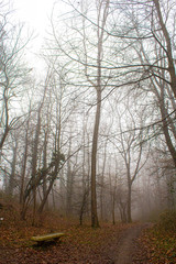 Sentire nel bosco sommerso nella nebbia
