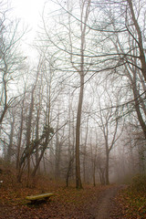 Sentire nel bosco sommerso nella nebbia