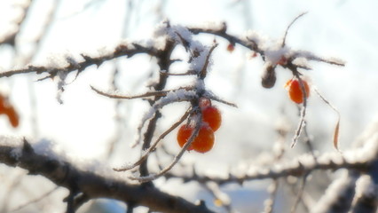 Sea buckthorn in the winter.  The fruits of sea-buckthorn on a branch closeup.