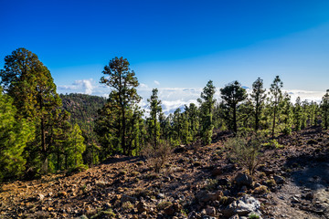 Spain, Tenerife, Wide view above volcanic lava nature landscape of the island, covered by green conifer trees above the clouds in the mountains © Simon Dux Media