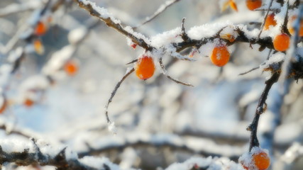 Sea buckthorn in the winter.  The fruits of sea-buckthorn on a branch closeup.