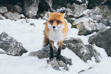 Wild red fox standing on the rock in High Tatra mountains, Slovakia