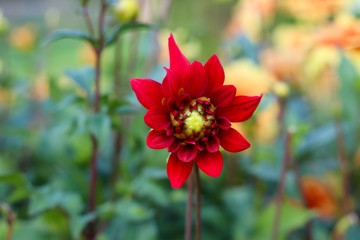 blüten nahaufnahme