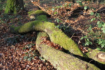 Enchanted magical ambiance forest during winter