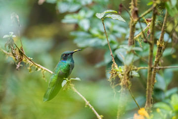 Green Violet-ear - Colibri thalassinus, beautiful green hummingbird from Central America forests, Mindo, Ecuador.