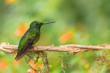 Green Violet-ear - Colibri thalassinus, beautiful green hummingbird from Central America forests, Mindo, Ecuador.