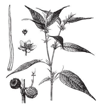 Jute plant (Corchorus capsularis) / vintage illustration from Brockhaus Konversations-Lexikon 1908