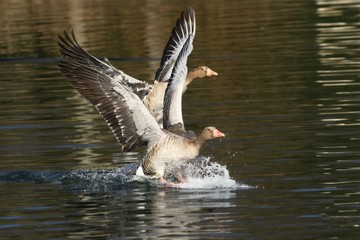 The greylag gooses (Anser anser) landing on the lake.