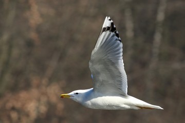 The Great Black-backed Gull (Larus marinus) flying over the lake.