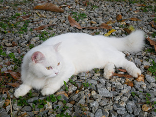 A big, white, furry cat lying on the rocky ground.
