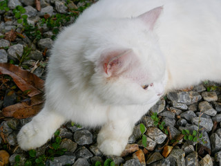 A big, white, furry cat lying on the rocky ground.