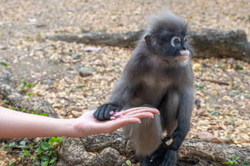 Hand holding peanuts and feeding peanuts to Dusky langur or leaf monkey with her hand