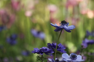 blaue Kronen-Anemone / Anemone coronaria