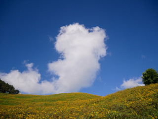 Thung Bua Thong Tong, Khun Yuam District, Mae Hong Son Province, Thailand