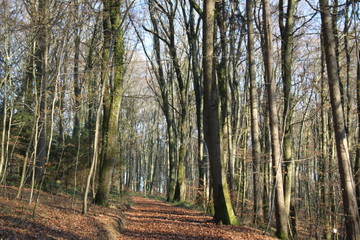 Forest natural landscape during winter