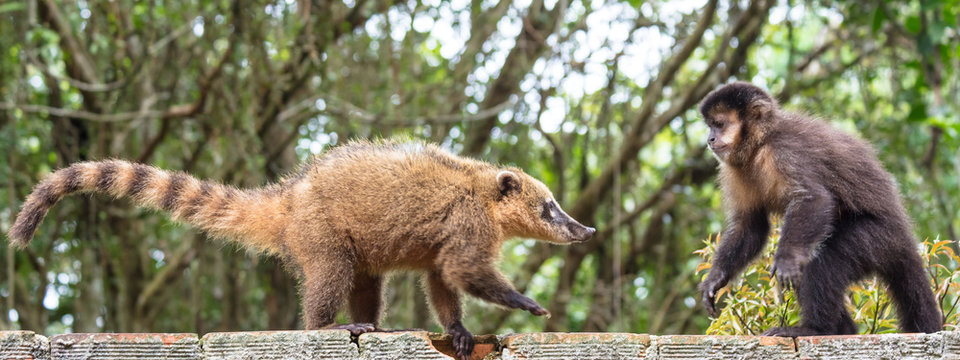 Quati e macaco frente a frente