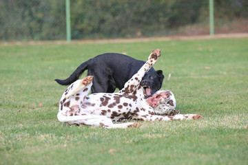 Labrador und Dalmatiner spielen zusammen auf einer Wiese