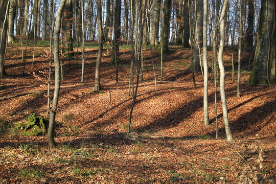 For&ecirc;t de feuillus en hiver