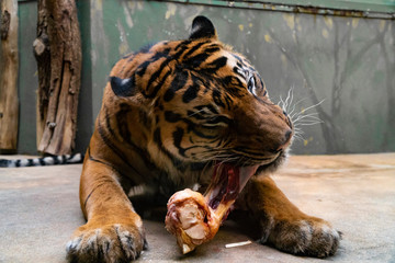 Tiger eat fresh red meat in a zoo