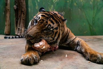 Fototapeta na wymiar Tiger eat fresh red meat in a zoo