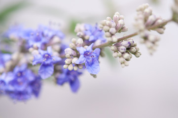 セイヨウニンジンボク マクロ flowers of Vitex agnus-castus on white background セイヨウニンジンボク_s03_00638(DSC_2778_NEF)