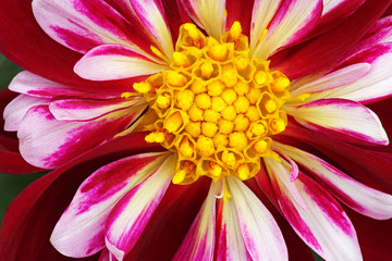 Close-up of a red and white dahlia showing its textures, patterns and details