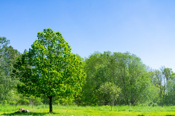 tree in the field