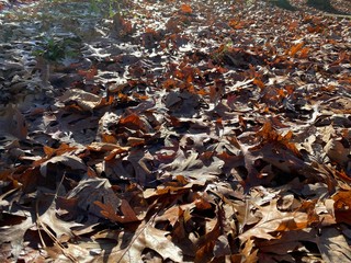 Dried Tree Leaves During Early Winter