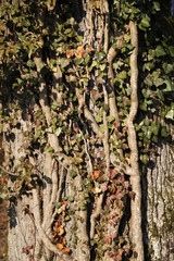 Ivy on a trunk in the forest during winter