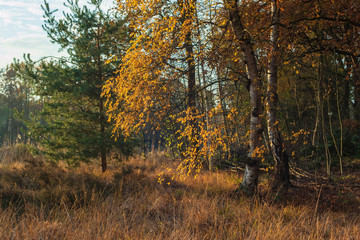 Fototapeta na wymiar Birch trees with yellow colored leaves in grassy field on sunny autumn day.