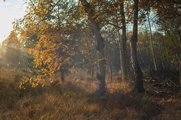 Birch trees with yellow colored leaves in grassy field on sunny autumn day.