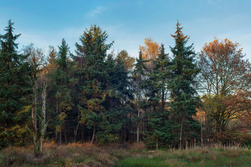 Fir trees in grassy field on sunny autumn day.