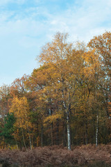 Birch trees with yellow colored leaves in grassy field on sunny autumn day.