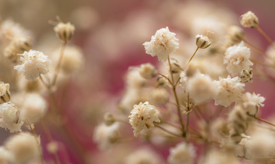 Flores secas e fundo rosa