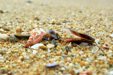 Shell on the sand