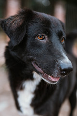 Kurkur tihar en Nepal