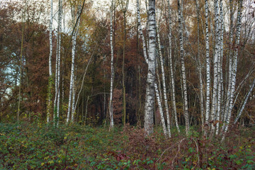 Birch trunks in autumn forest.