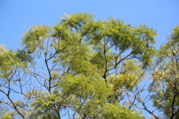 Obraz premium sky blue and green tree