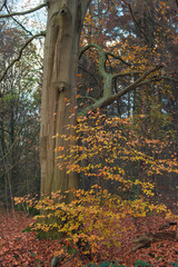 Fototapeta premium Orange colored foliage in atumn forest.