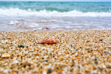 Seashell by the sea