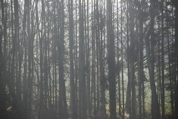 Forêt de conifères