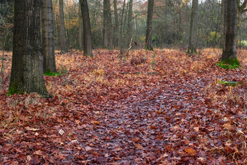 Autumn forest with ground covered with fallen leaves.