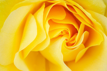 Close-up of a yellow rose revealing its patterns, textures, and details