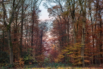 Orange colored foliage in deciduous autumn forest.