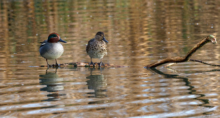 male and female teal standing on branch in water