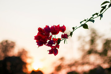 Beautiful Bougainvillea flowers with dreamy background.